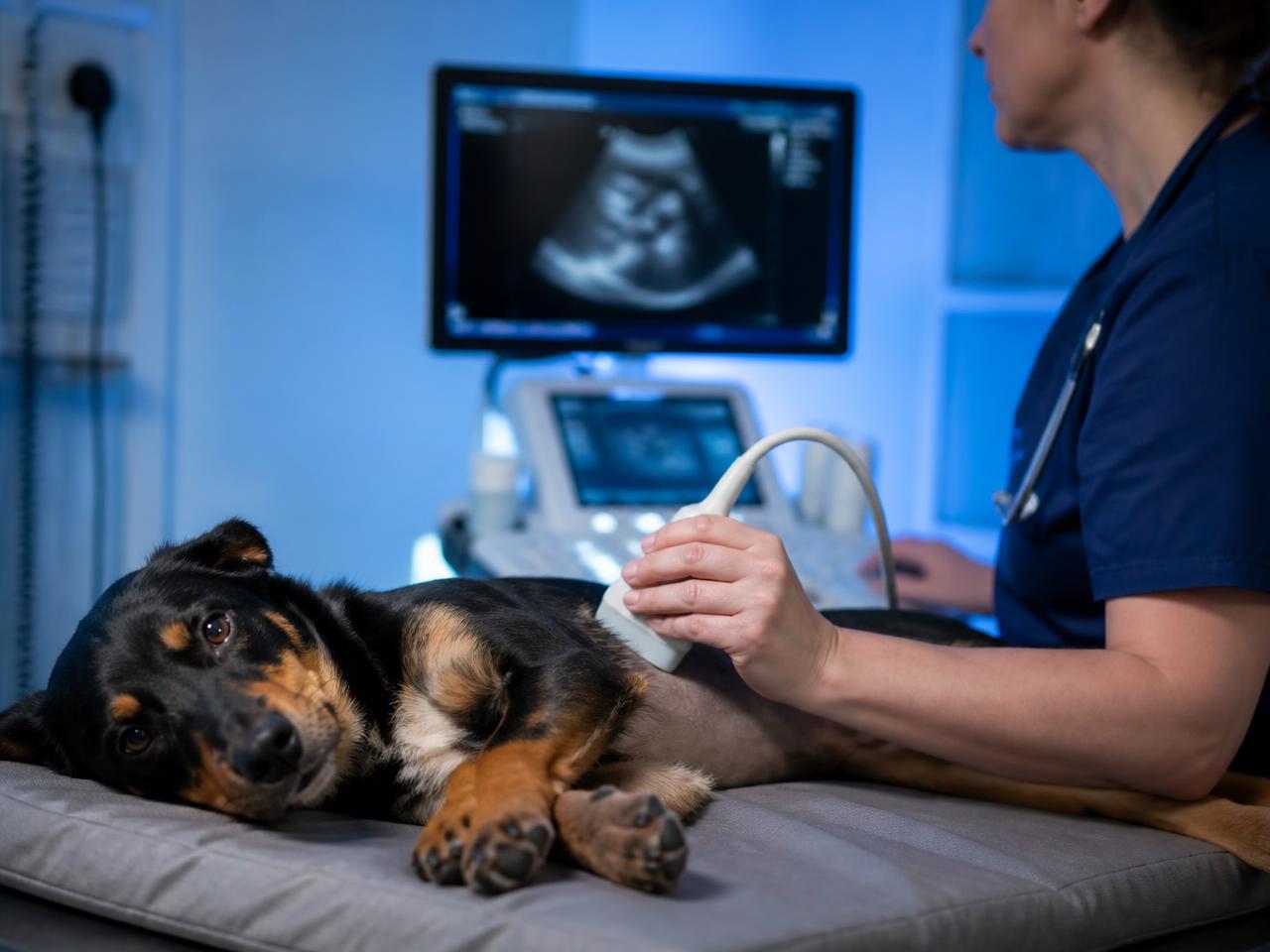 Cachorro tranquilo durante exame de ultrassom veterinário